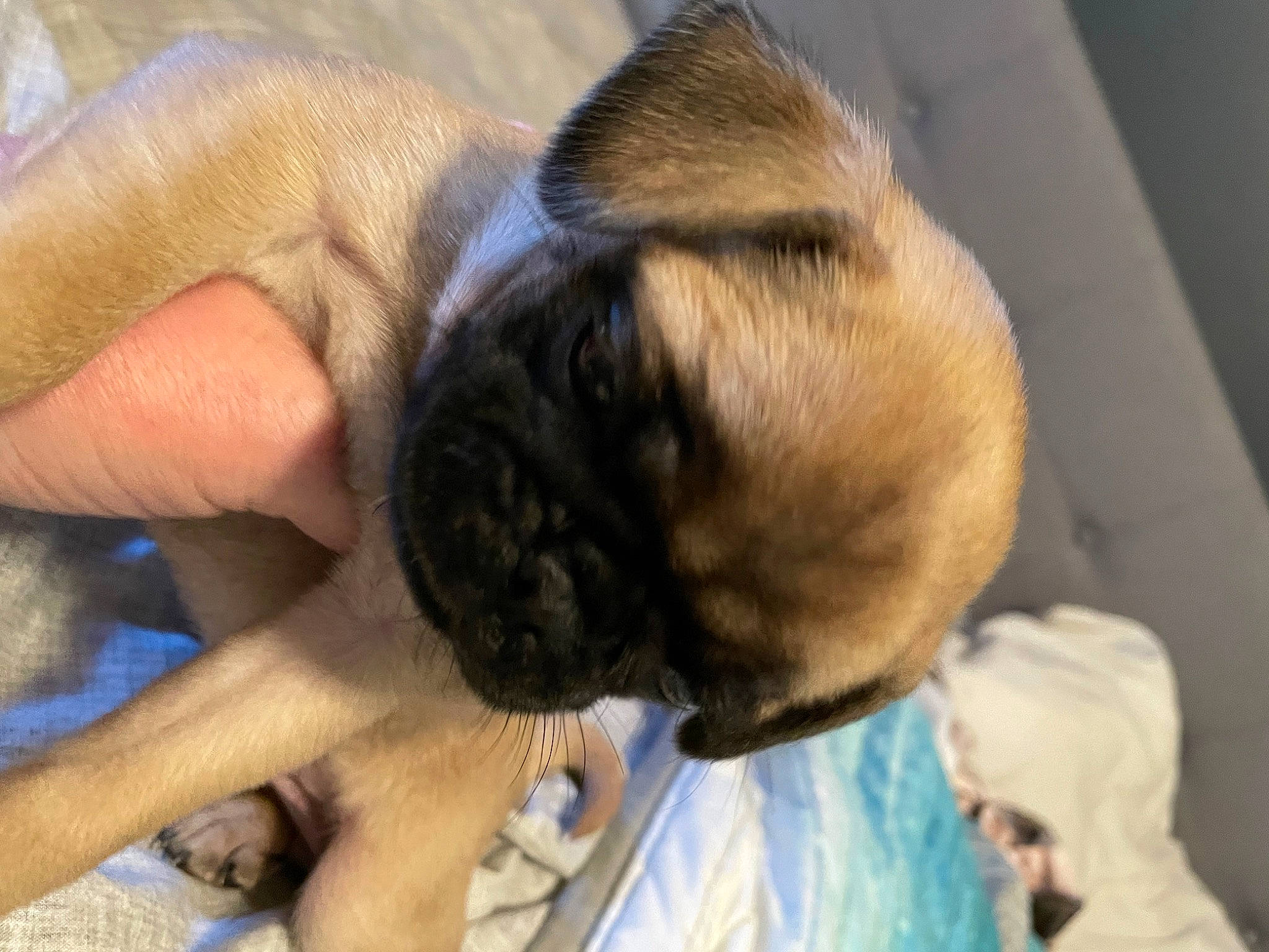 R Too joined the competition — help win amazing prizes! canidae, carnivore, companion_dog, dog, dog_breed, ear, fawn, fur, hand, nail, non_sporting_group, pug, snout, sporting_group, terrestrial_animal, toy_dog, working_animal, wrinkle, wrist