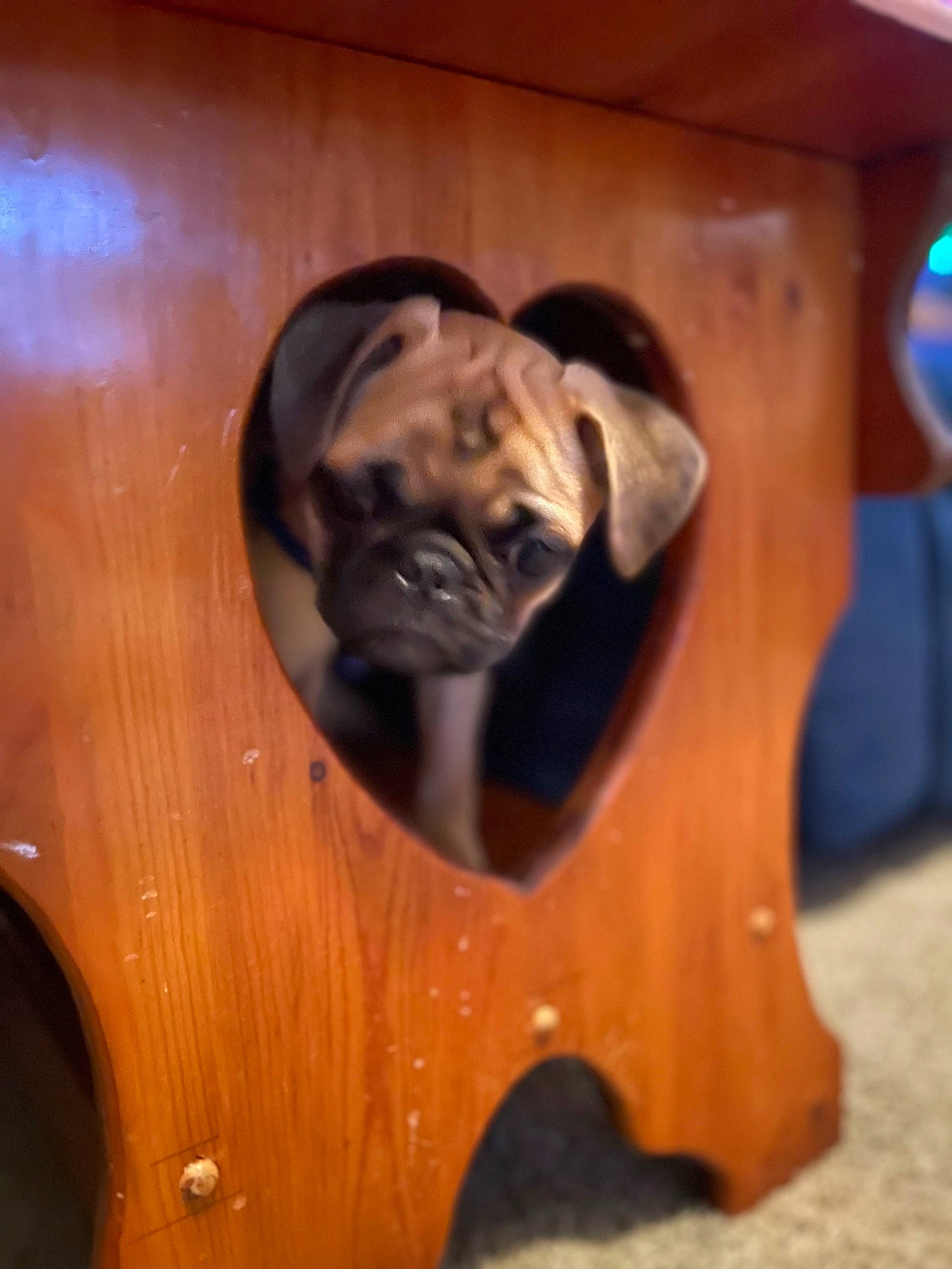 R Too is registered to the contest to win money with this photo: art, carnivore, companion_dog, dog, dog_breed, door_handle, fawn, hardwood, metal, musical_instrument, plywood, sculpture, snout, toy_dog, varnish, vertebrate, wood, wood_stain, working_animal, wrinkle