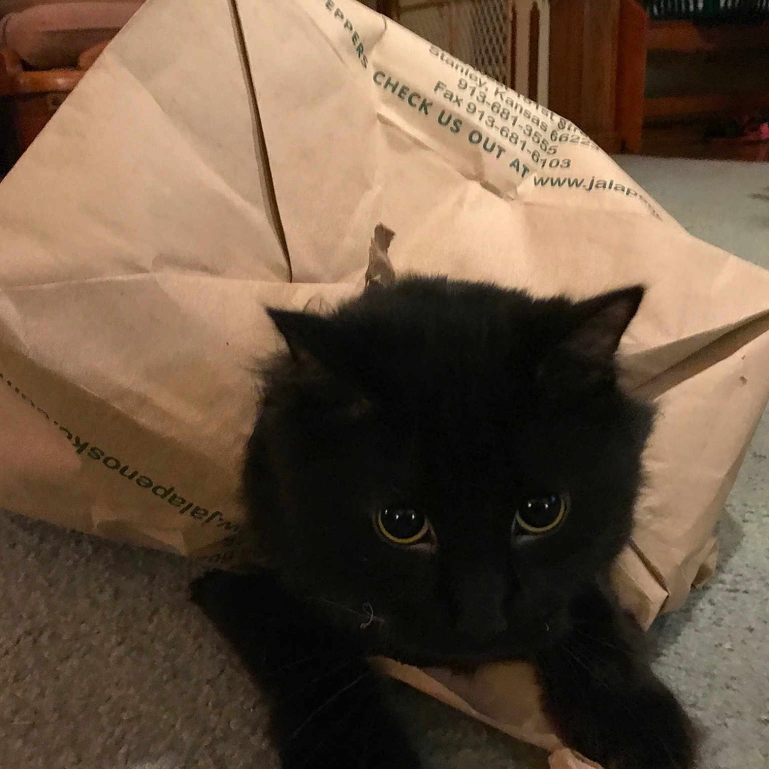 Darth Kitty