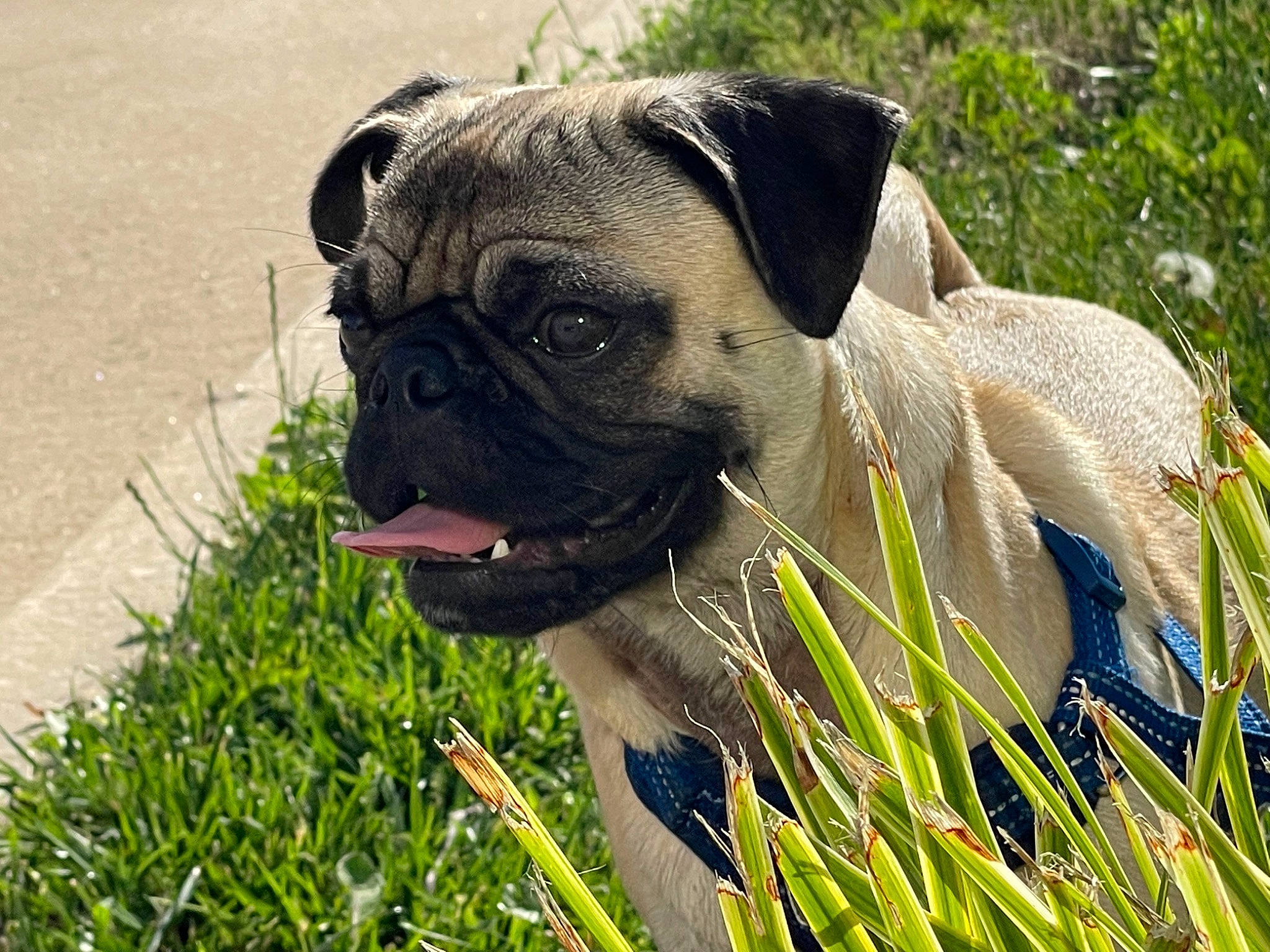 Kylo is registered to the contest to win money with this photo: bulldog, canidae, carnivore, collar, companion_dog, dog, dog_breed, dog_collar, fawn, grass, plant, pug, snout, sporting_group, terrestrial_animal, toy_dog, tree, whiskers, working_animal, wrinkle