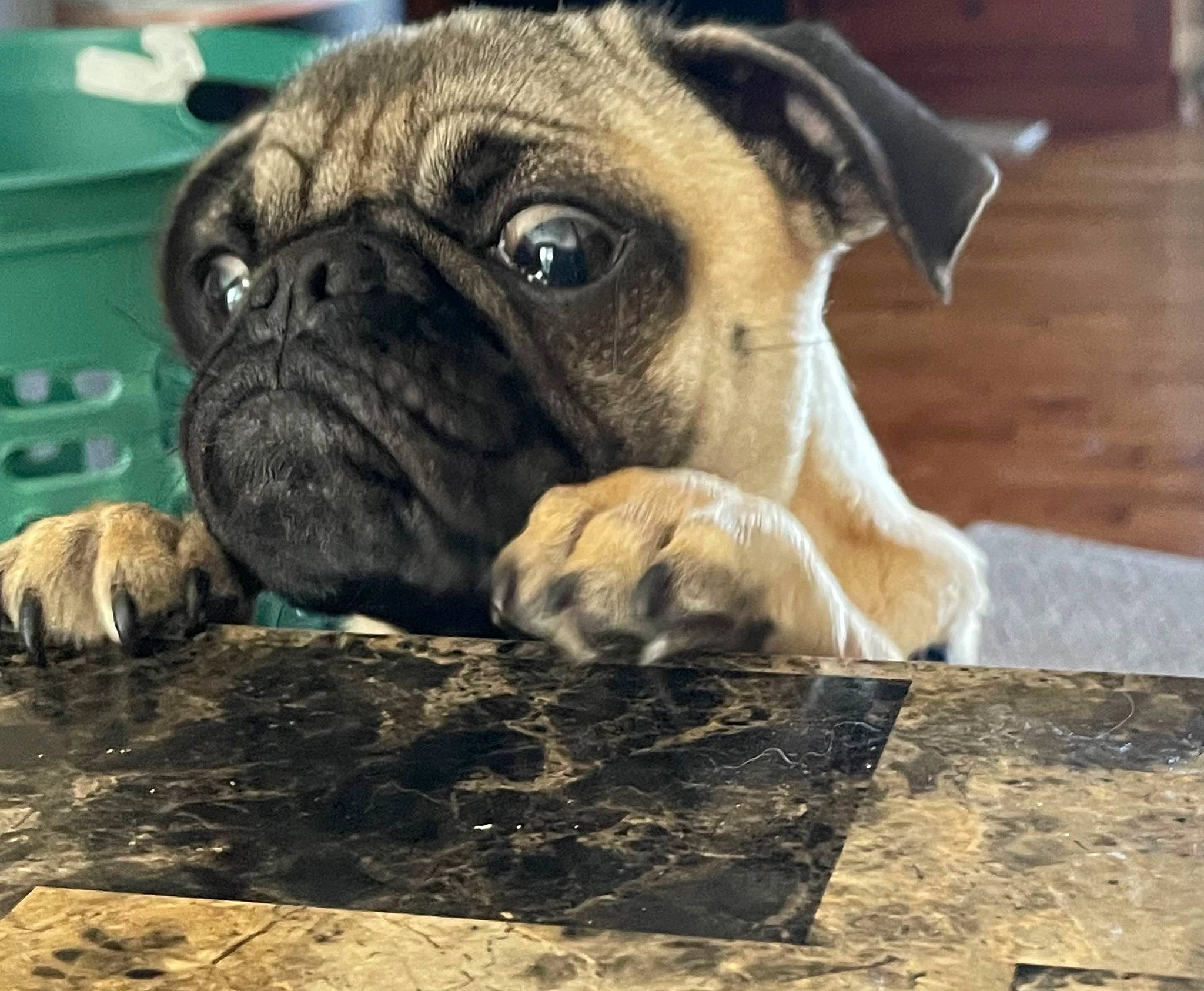 Kylo is registered to the contest to win money with this photo: bored, cabinetry, carnivore, chest, chest_of_drawers, companion_dog, dog, dog_breed, drawer, fawn, fur, pug, snout, sporting_group, terrestrial_animal, toy_dog, whiskers, wood, working_animal, wrinkle