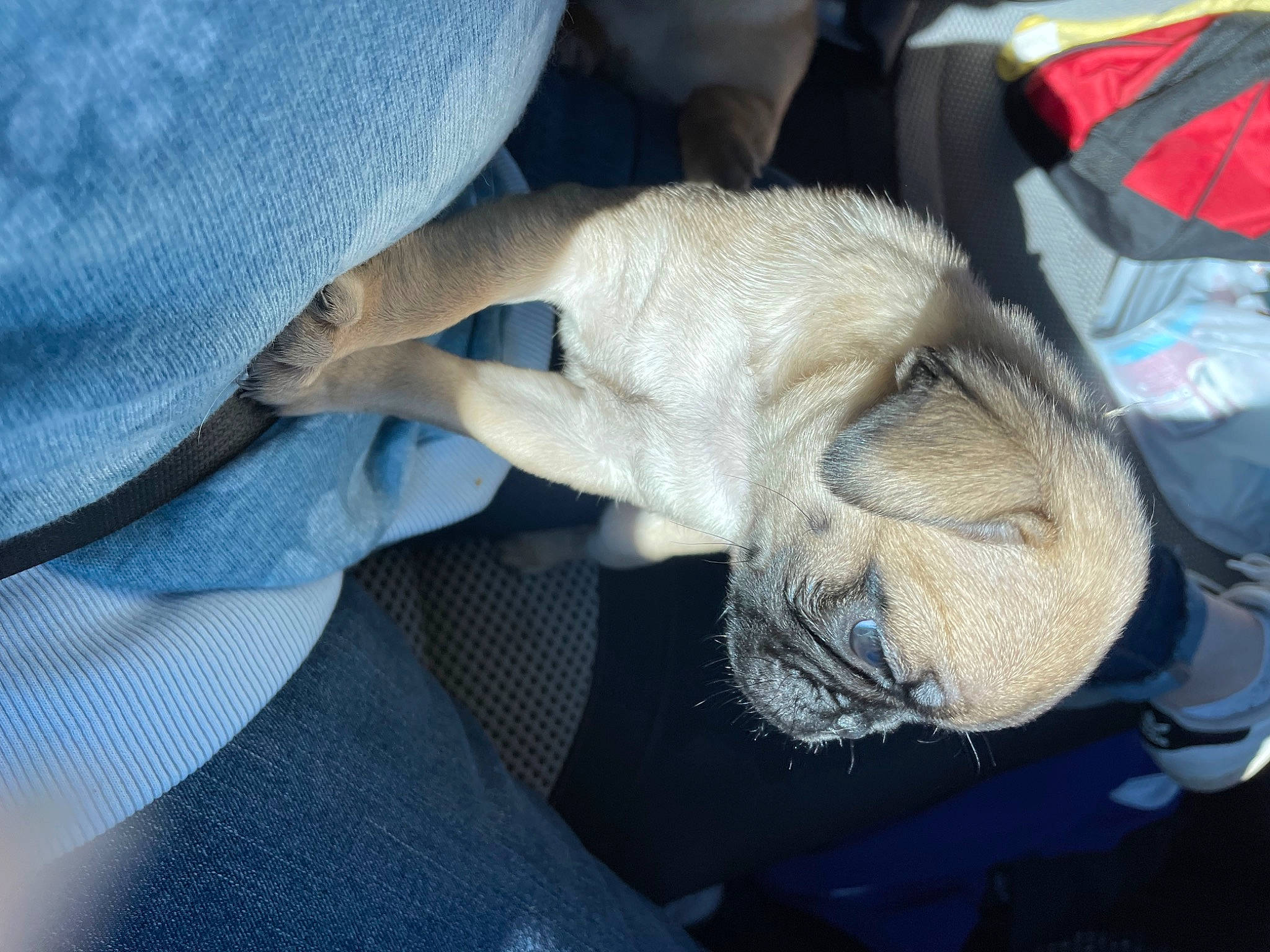 Jyn joined the competition — help win amazing prizes! auto_part, bag, canidae, car_seat, carnivore, comfort, companion_dog, dog, dog_breed, electric_blue, fawn, foot, fur, gesture, human_leg, nail, snout, sporting_group, vehicle_door, working_animal