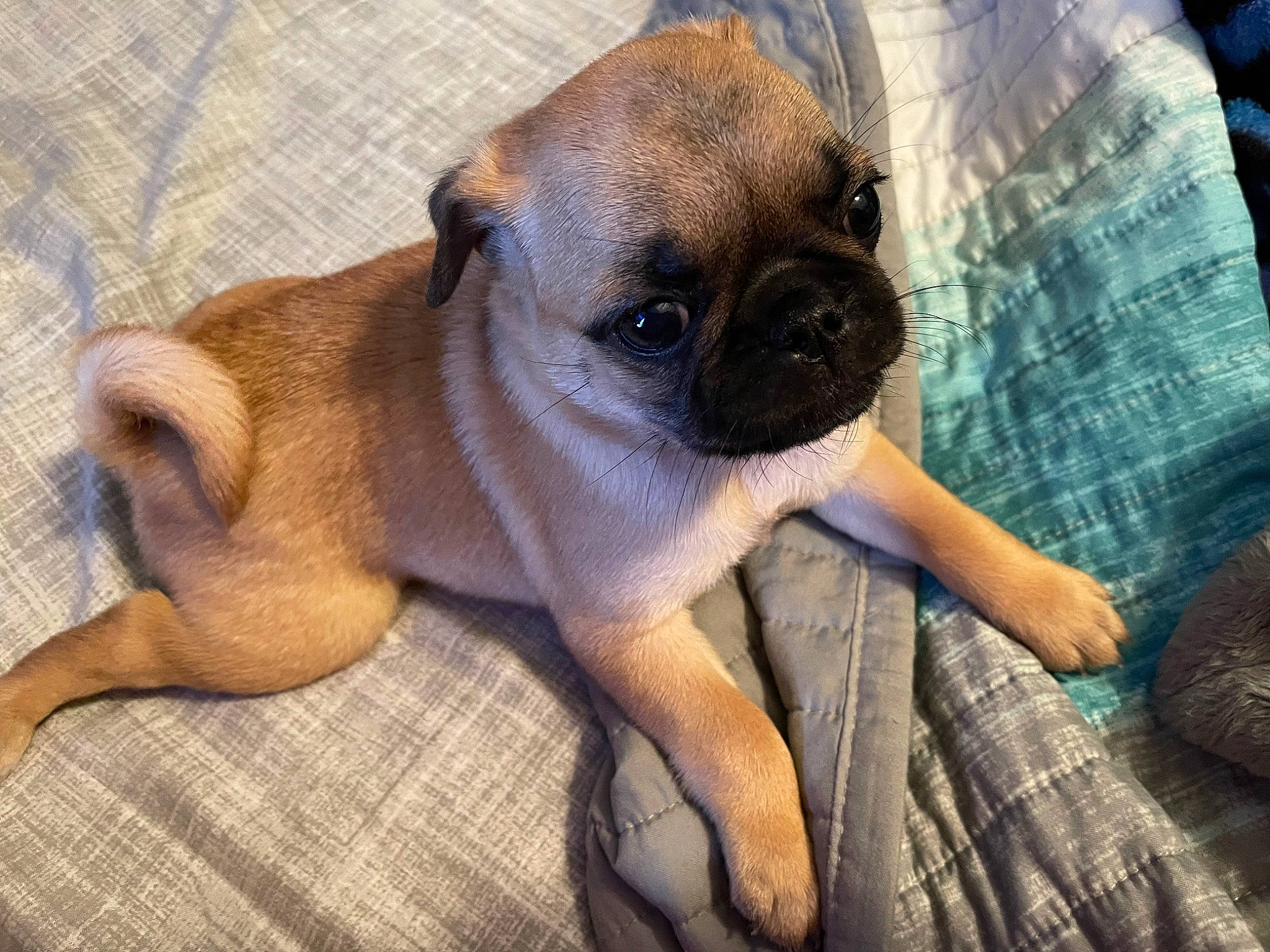 Jyn is registered to the contest to win money with this photo: canidae, carnivore, comfort, companion_dog, dog, dog_breed, fawn, fur, non_sporting_group, paw, plaid, pug, puppy, snout, sporting_group, tartan, terrestrial_animal, toy_dog, working_animal, wrinkle