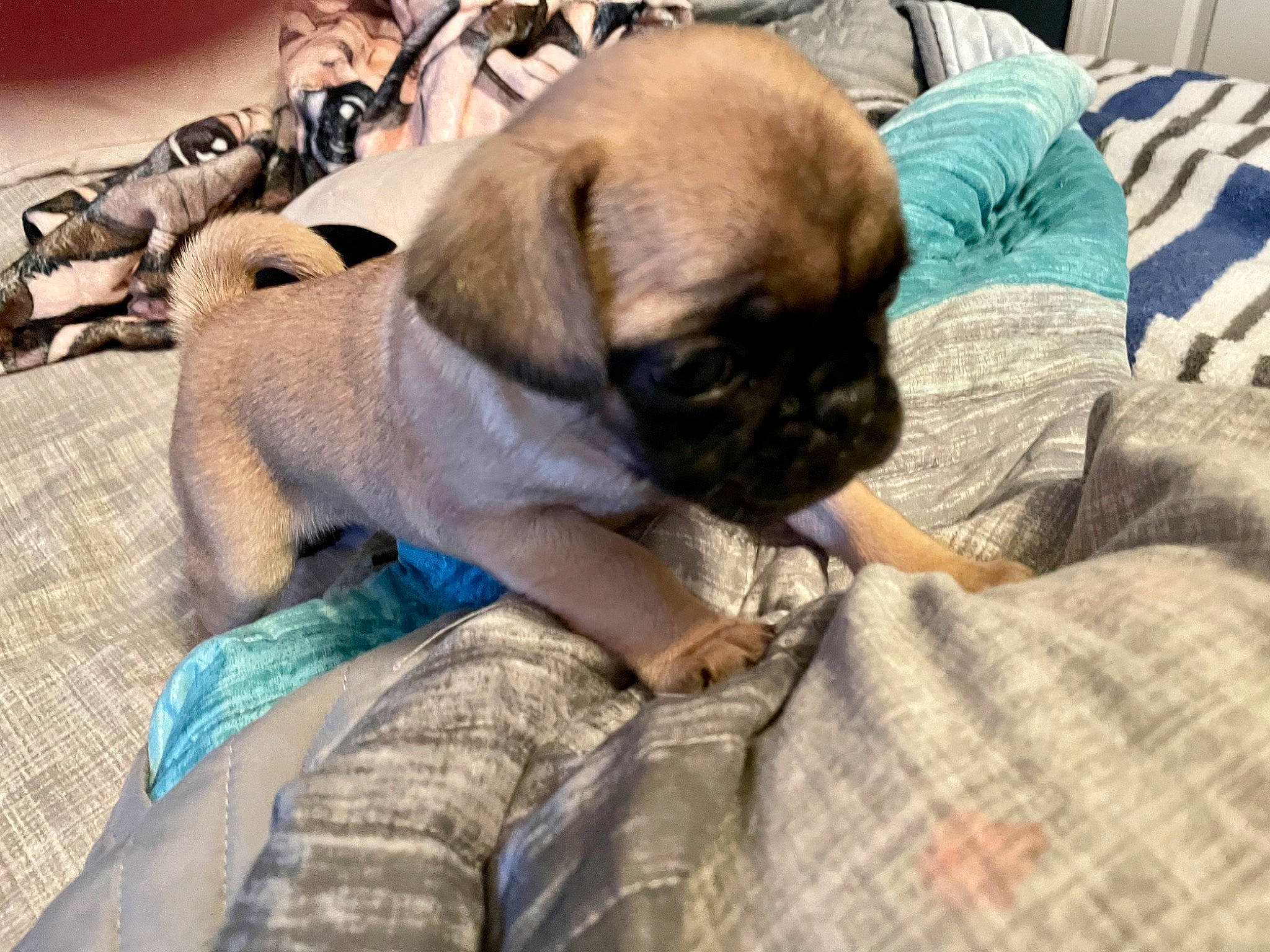 Jyn joined the competition — help win amazing prizes! canidae, carnivore, comfort, companion_dog, dog, dog_breed, fawn, linens, non_sporting_group, pug, puppy, snout, sporting_group, terrestrial_animal, toy_dog, whiskers, working_animal, wrinkle