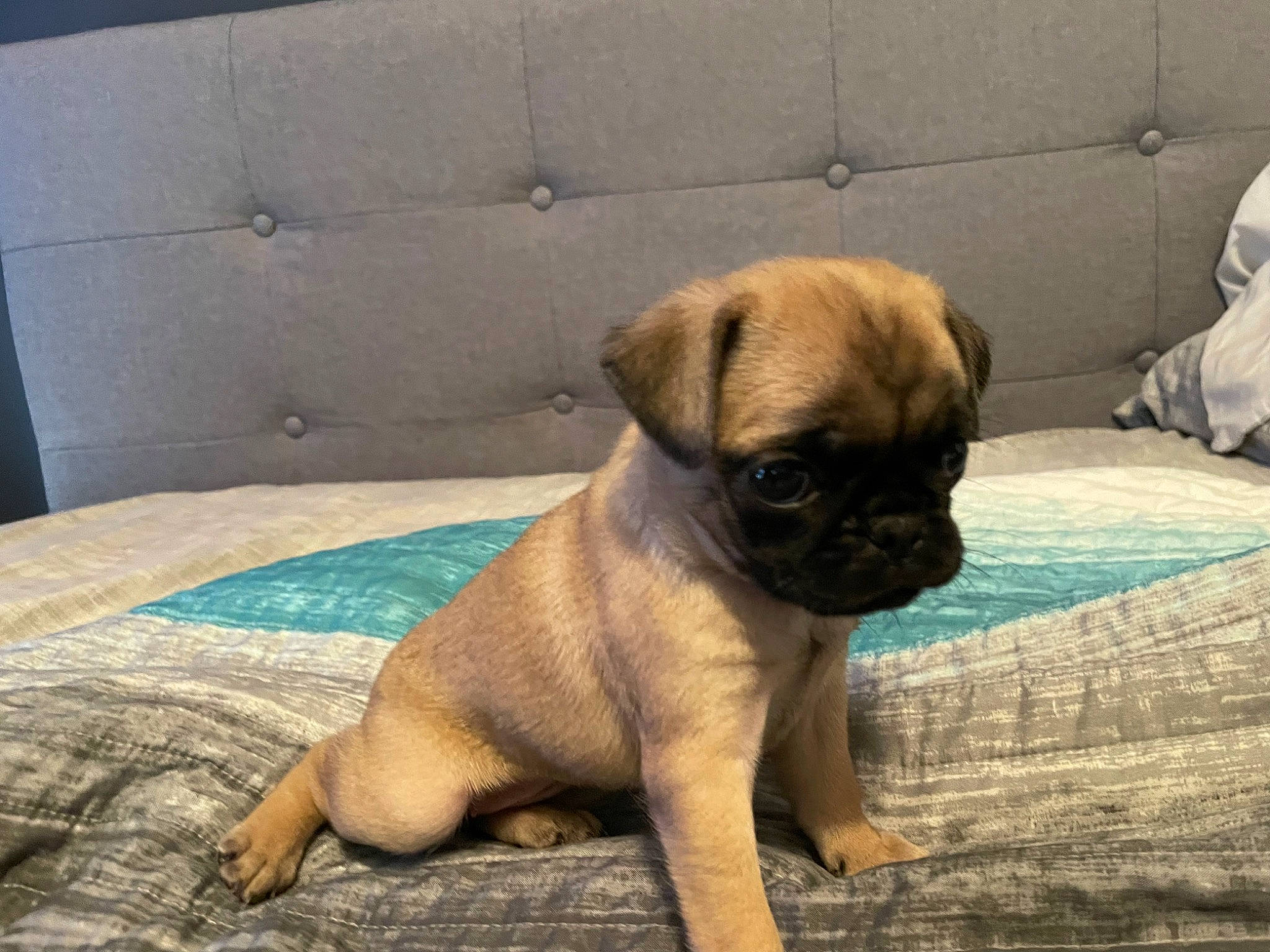Jyn is registered to the contest to win money with this photo: ancient_dog_breeds, canidae, carnivore, comfort, companion_dog, dog, dog_breed, fawn, flooring, liver, non_sporting_group, pug, puppy, snout, sporting_group, terrestrial_animal, toy_dog, working_animal, wrinkle