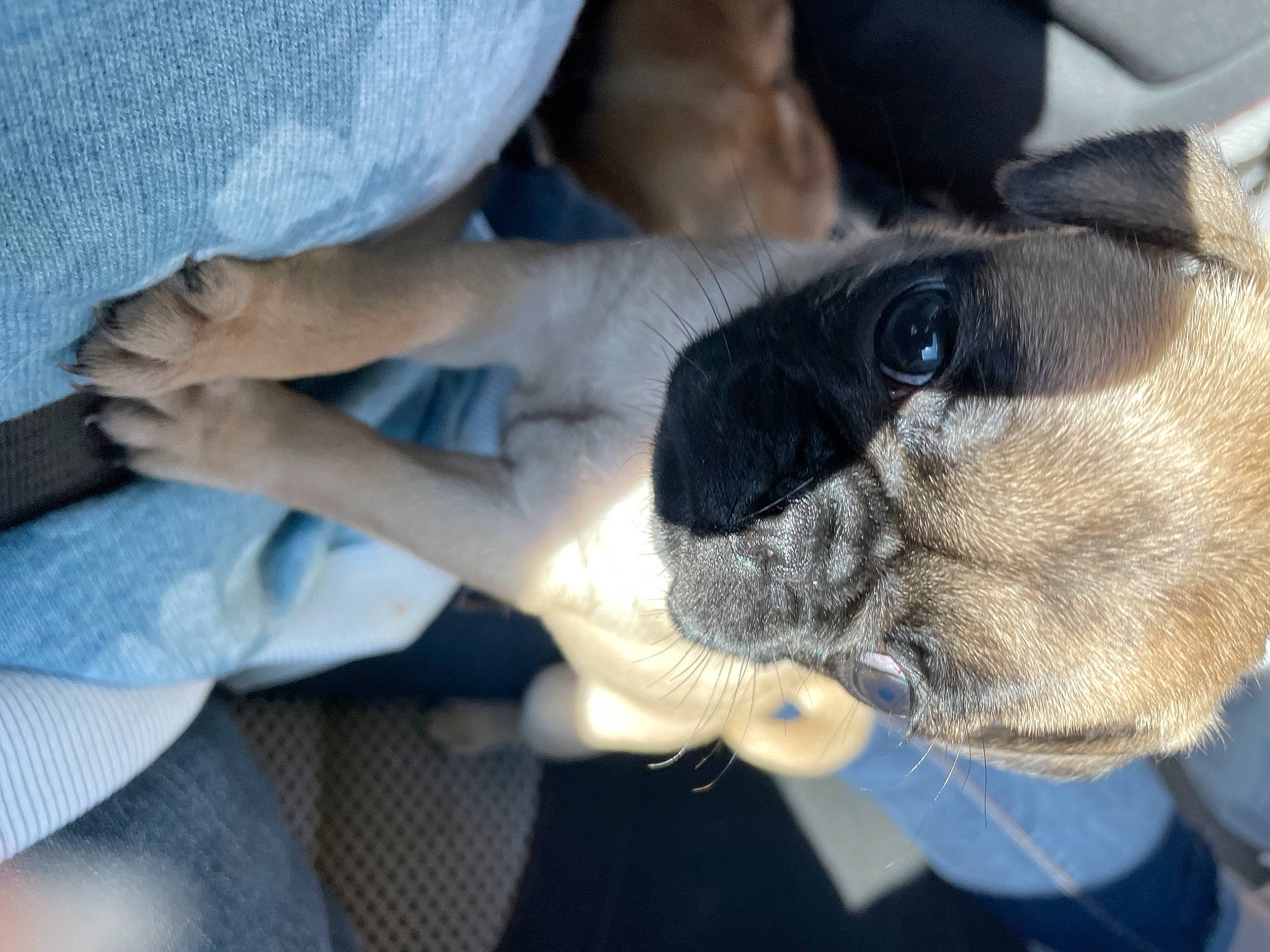 R Too is registered to the contest to win money with this photo: canidae, carnivore, comfort, companion_dog, dog, dog_breed, ear, electric_blue, fawn, fur, gesture, hand, nail, paw, pug, toy_dog, whiskers, working_animal, wrinkle, wrist