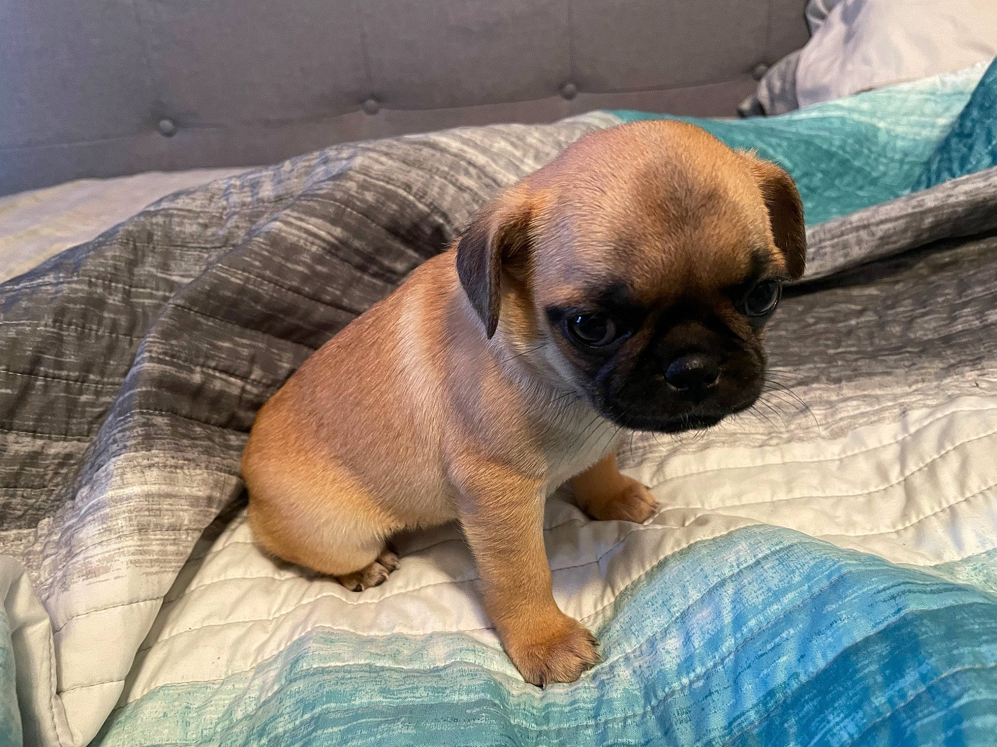 R Too joined the competition — help win amazing prizes! canidae, carnivore, comfort, companion_dog, dog, dog_breed, fawn, liver, non_sporting_group, pug, snout, sporting_group, terrestrial_animal, toy_dog, working_animal, wrinkle