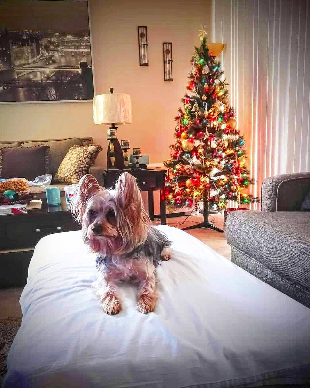 Trooper is registered to the contest to win money with this photo: bookcase, carnivore, christmas_decoration, christmas_ornament, christmas_tree, comfort, companion_dog, couch, dog, dog_breed, dog_supply, fawn, furniture, holiday_ornament, lighting, living_room, ornament, picture_frame, toy_dog, wood