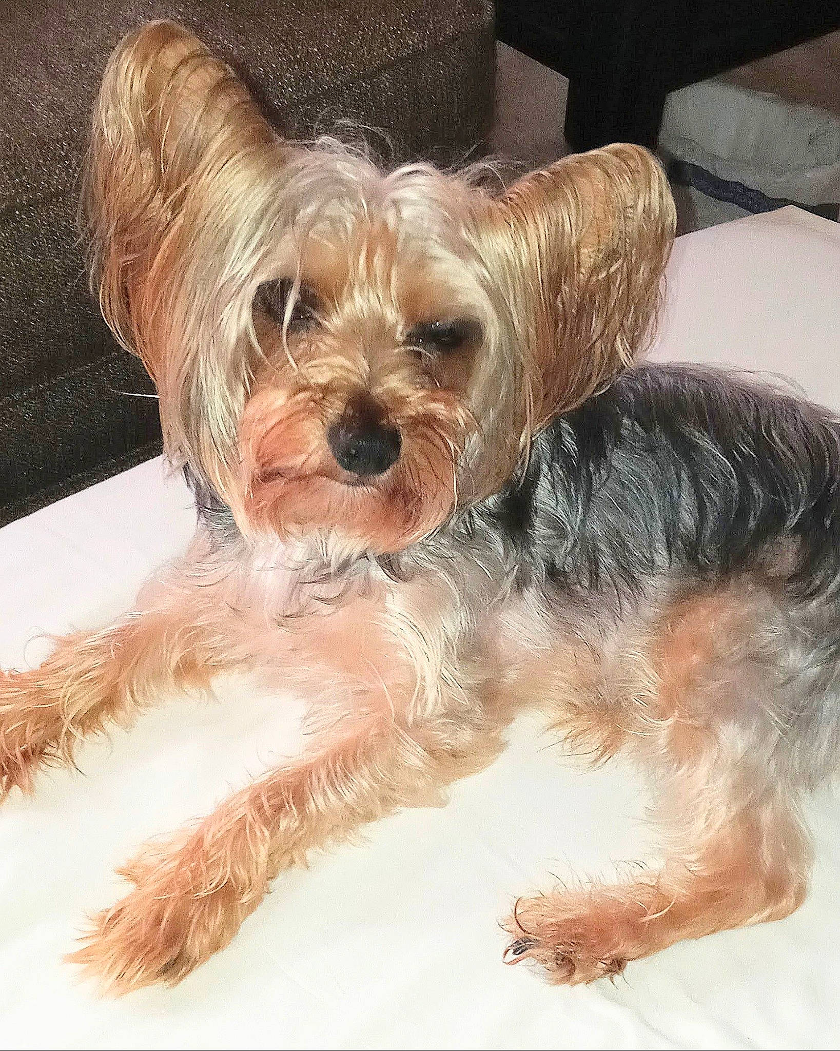 Trooper is registered to the contest to win money with this photo: biewer_terrier, canidae, carnivore, companion_dog, dog, dog_breed, dog_supply, fawn, fur, liver, maltepoo, puppy, small_terrier, snout, sporting_group, terrestrial_animal, terrier, toy_dog, working_animal, yorkipoo