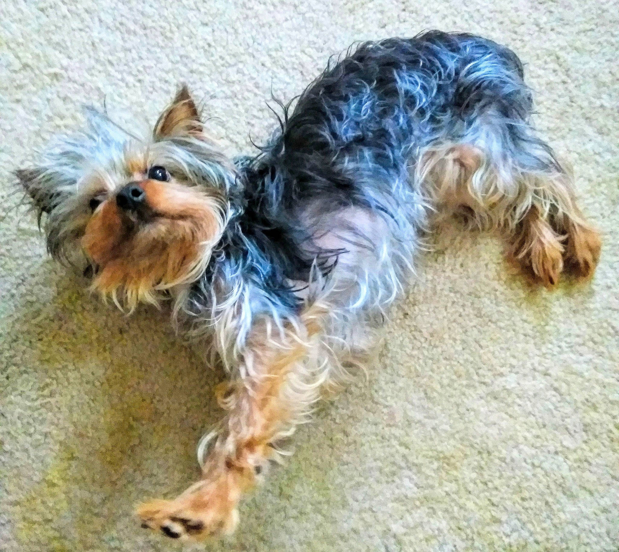 Trooper is registered to the contest to win money with this photo: canidae, carnivore, collar, companion_dog, dog, dog_breed, dog_clothes, dog_collar, dog_supply, fawn, fur, liver, small_terrier, snout, sporting_group, tail, terrier, toy_dog, working_animal, yorkshire_terrier