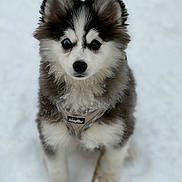 Maggie joined the competition — help win amazing prizes! canine, cold, cute, dog, ears, eyes, fluffy, fur, harness, leash, looking_at_camera, nose, outdoors, paws, portrait, puppy, sitting, snow, snowy_ground, winter