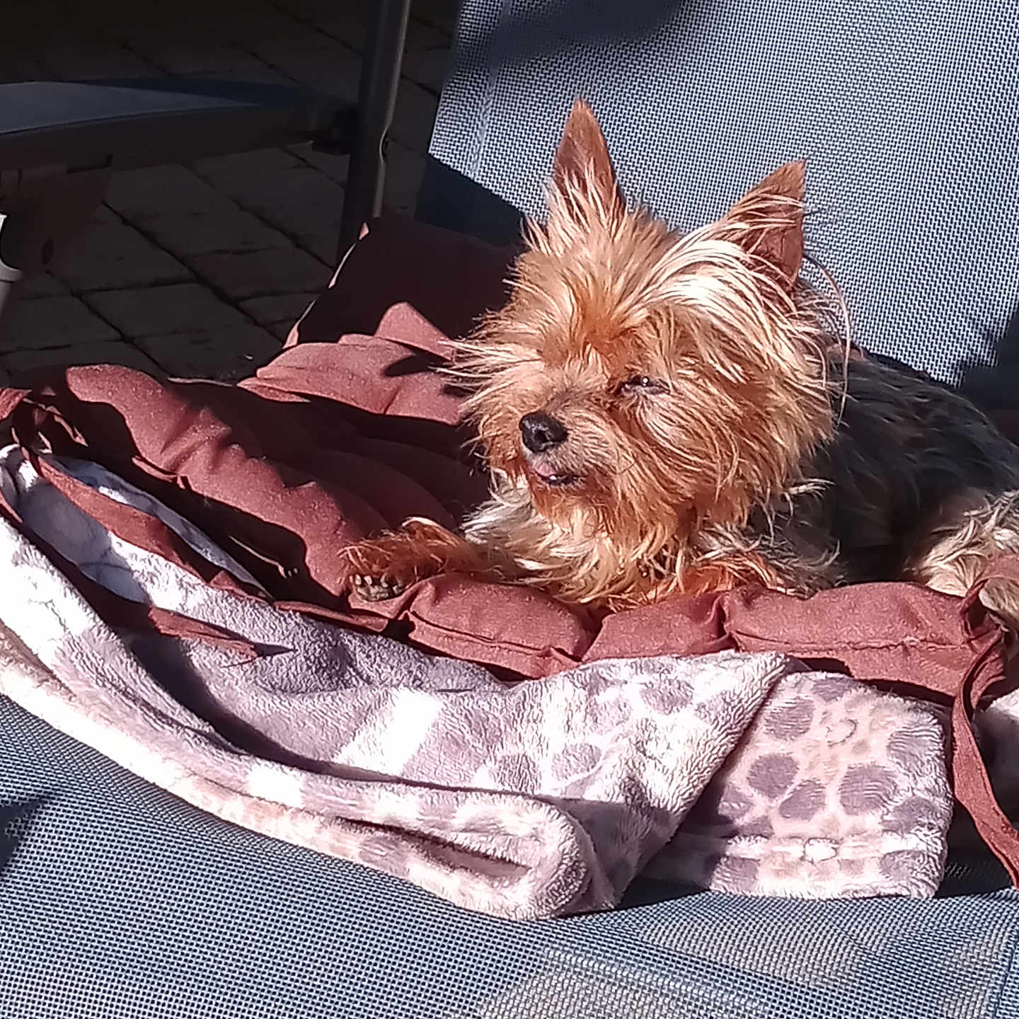 Isis participe au concours pour gagner de l'argent avec cette photo : animal, blanket, chair, comfort, cozy, cushion, cute, daylight, dog, fur, outdoor, pet, portrait, relaxing, resting, scruffy, shadow, small_dog, sunlight, texture