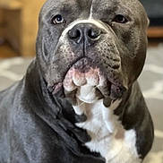 Kova joined the competition — help win amazing prizes! dog, pitbull, muscular, grey_coat, white_coat, indoor, carpet, pet, animal, canine, portrait, closeup, sitting, ears_up, focused, domestic, companion, mammal, short_hair, bulldog