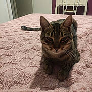 Tiger participe au concours pour gagner de l'argent avec cette photo : cat, tabby_cat, pet, animal, feline, bedroom, bed, blanket, pink, striped_fur, ears, whiskers, eyes, nose, paws, tail, sitting, indoor, furniture, portrait
