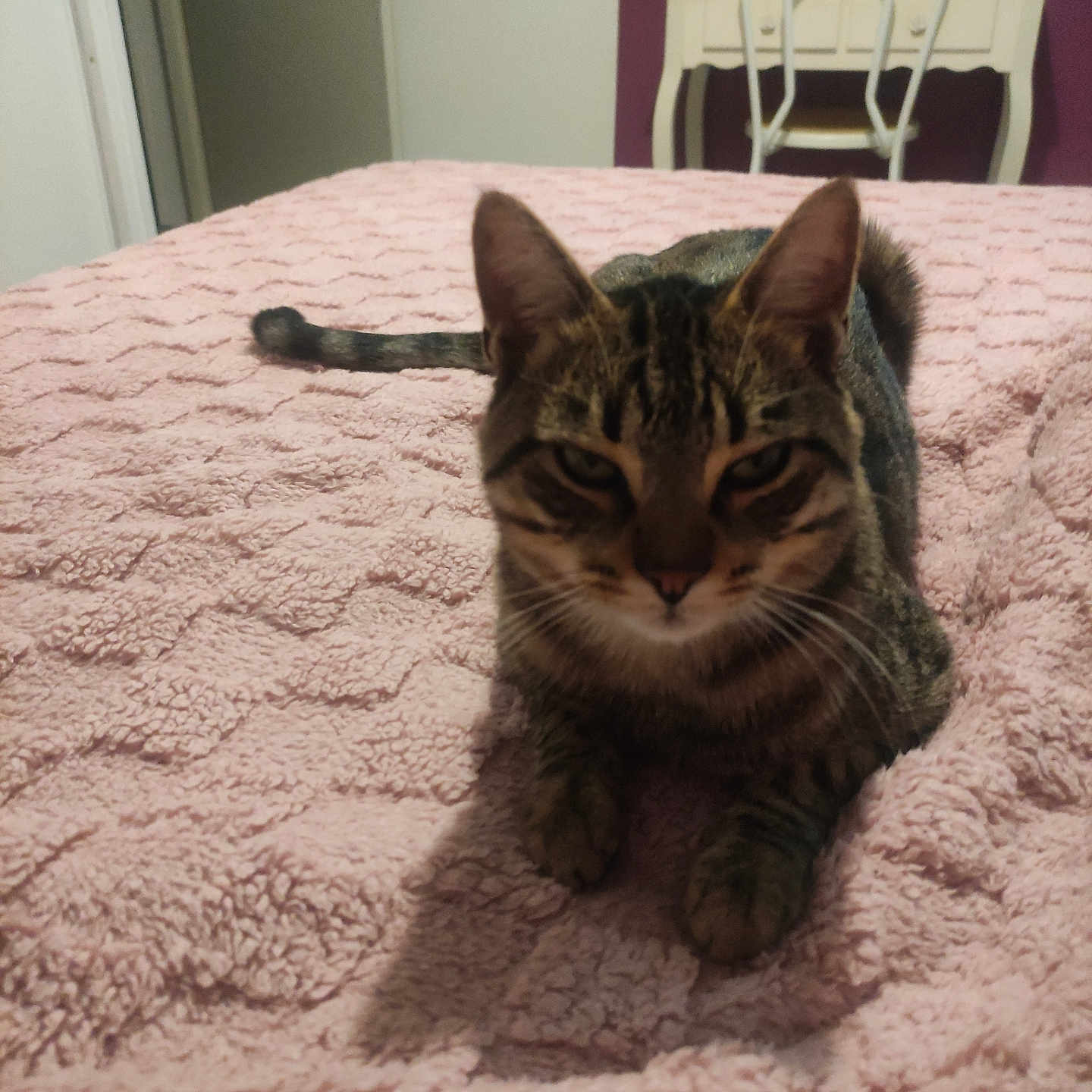 Tiger participe au concours pour gagner de l'argent avec cette photo : cat, tabby_cat, pet, animal, feline, bedroom, bed, blanket, pink, striped_fur, ears, whiskers, eyes, nose, paws, tail, sitting, indoor, furniture, portrait