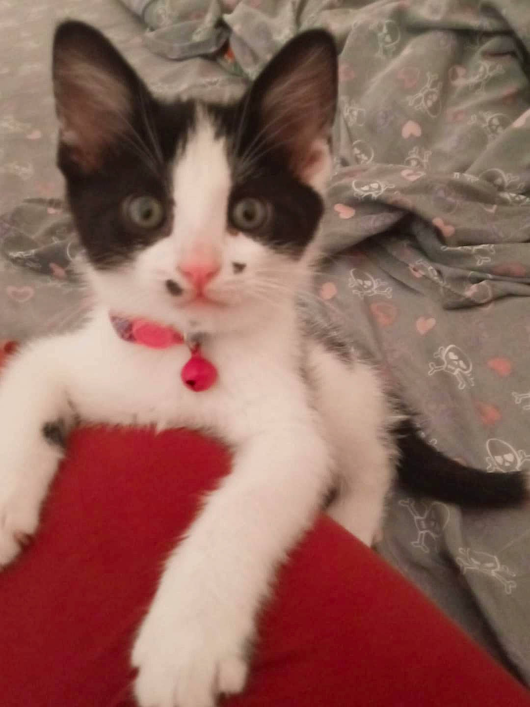 Izzy Belle joined the competition — help win amazing prizes! art, carmine, carnivore, cat, claw, domestic_short_haired_cat, felidae, foot, fur, paw, small_to_medium_sized_cats, snout, tail, terrestrial_animal, whiskers