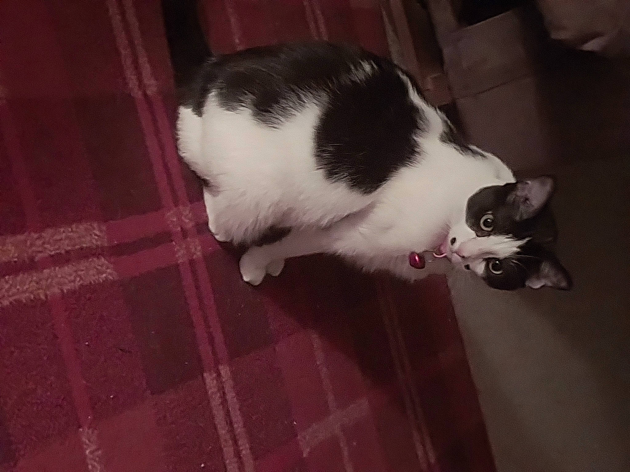 Izzy Belle joined the competition — help win amazing prizes! carmine, carnivore, cat, comfort, dog_breed, domestic_short_haired_cat, felidae, floor, flooring, foot, fur, hardwood, human_leg, paw, sky, small_to_medium_sized_cats, sporting_group, tail, whiskers, wood