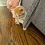 kitten, cat, orange_and_white, curious, paw, couch, gray, blanket, pink, wooden_floor, indoor, pet, young, small, feline, cute, exploration, home, cozy, floor