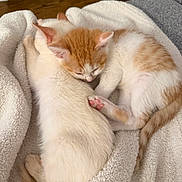 Oliver is registered to the contest to win money with this photo: kitten, cat, sleeping, snuggling, fur, pink_paws, cozy, blanket, soft_texture, indoor, pet, animal, cute, relaxed, resting, companion, orange_and_white, white, tail, ears