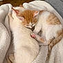 kitten, cat, sleeping, snuggling, fur, pink_paws, cozy, blanket, soft_texture, indoor, pet, animal, cute, relaxed, resting, companion, orange_and_white, white, tail, ears