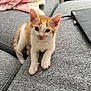 Oliver is registered to the contest to win money with this photo: kitten, cat, orange_and_white, pet, indoor, sofa, couch, blanket, cozy, cute, young, feline, fur, whiskers, ears, paw, domestic_animal, resting, looking, home