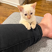 Elliot joined the competition — help win amazing prizes! kitten, cat, paw, leg, pant, black_clothing, foot, indoor, wooden_floor, carpet, box, curious, small, cute, pet, animal, clinging, cozy, home, furniture