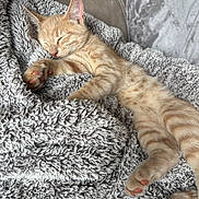 Chester joined the competition — help win amazing prizes! kitten, cat, sleeping, blanket, cozy, orange_tabby, paw, fur, resting, cute, pet, indoor, soft, texture, feline, relaxation, comfort, couch, domestic_animal, closeup