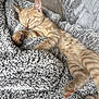 kitten, cat, sleeping, blanket, cozy, orange_tabby, paw, fur, resting, cute, pet, indoor, soft, texture, feline, relaxation, comfort, couch, domestic_animal, closeup