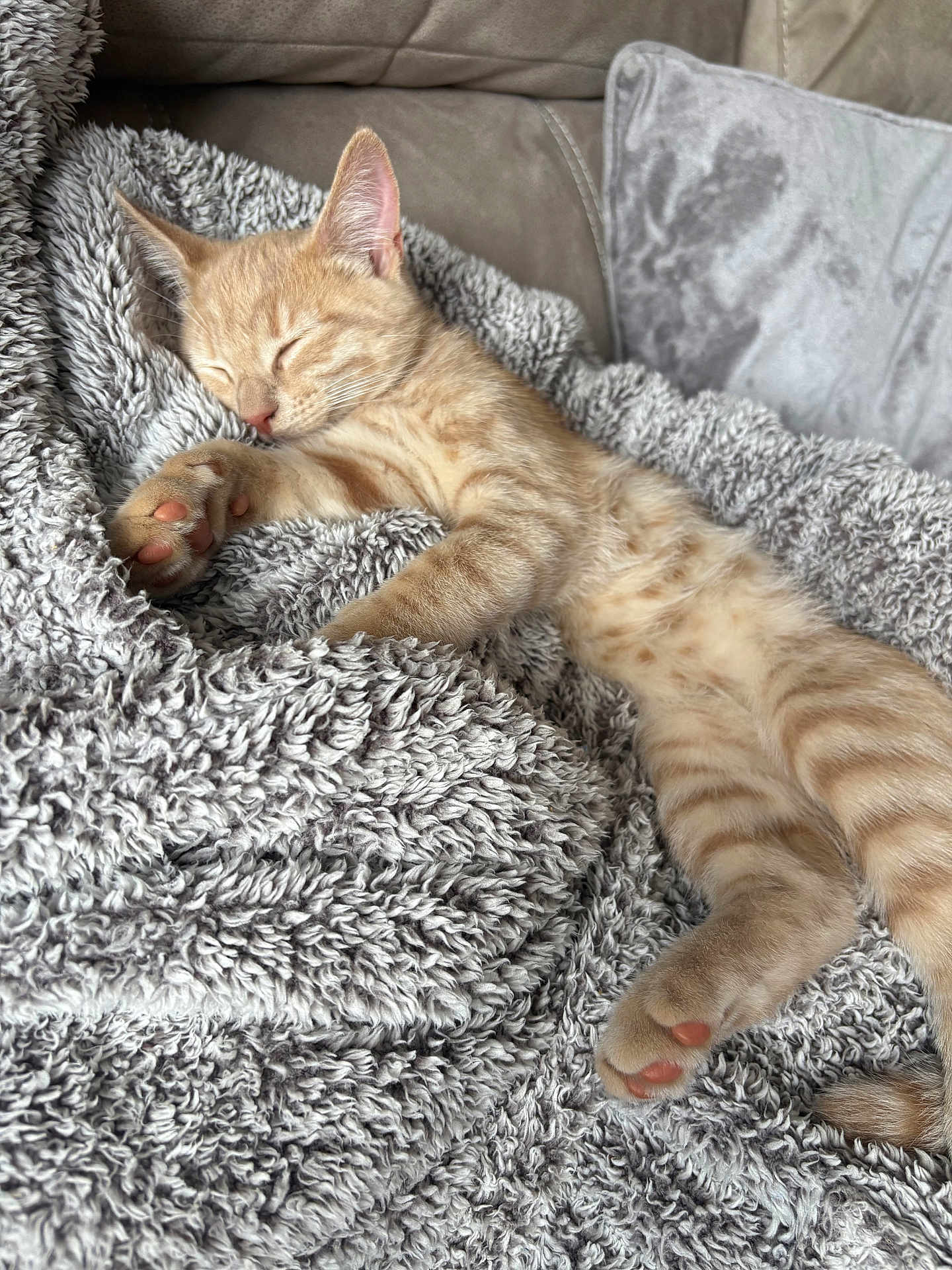Chester joined the competition — help win amazing prizes! kitten, cat, sleeping, blanket, cozy, orange_tabby, paw, fur, resting, cute, pet, indoor, soft, texture, feline, relaxation, comfort, couch, domestic_animal, closeup