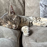 Jessie is registered to the contest to win money with this photo: cat, kitten, sleeping, tabby, feline, pet, cozy, couch, indoor, fur, whiskers, paw, relaxation, animal, cute, nap, soft, domestic, resting, adorable