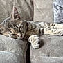 cat, kitten, sleeping, tabby, feline, pet, cozy, couch, indoor, fur, whiskers, paw, relaxation, animal, cute, nap, soft, domestic, resting, adorable