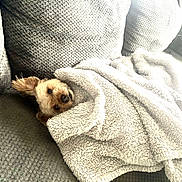 Rocky joined the competition — help win amazing prizes! dog, blanket, couch, cozy, pet, fur, small_dog, indoor, resting, texture, soft, comfort, wrapped, relaxed, ear, home, cute, animal, sleepy, snug