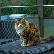 Satine a rejoint le concours — aidez-le/la à gagner de superbes lots ! cat, tabby, feline, outdoor, chair, wicker, pet, animal, fur, sitting, greenery, garden, fence, paws, whiskers, tail, portrait, looking, nature, domestic