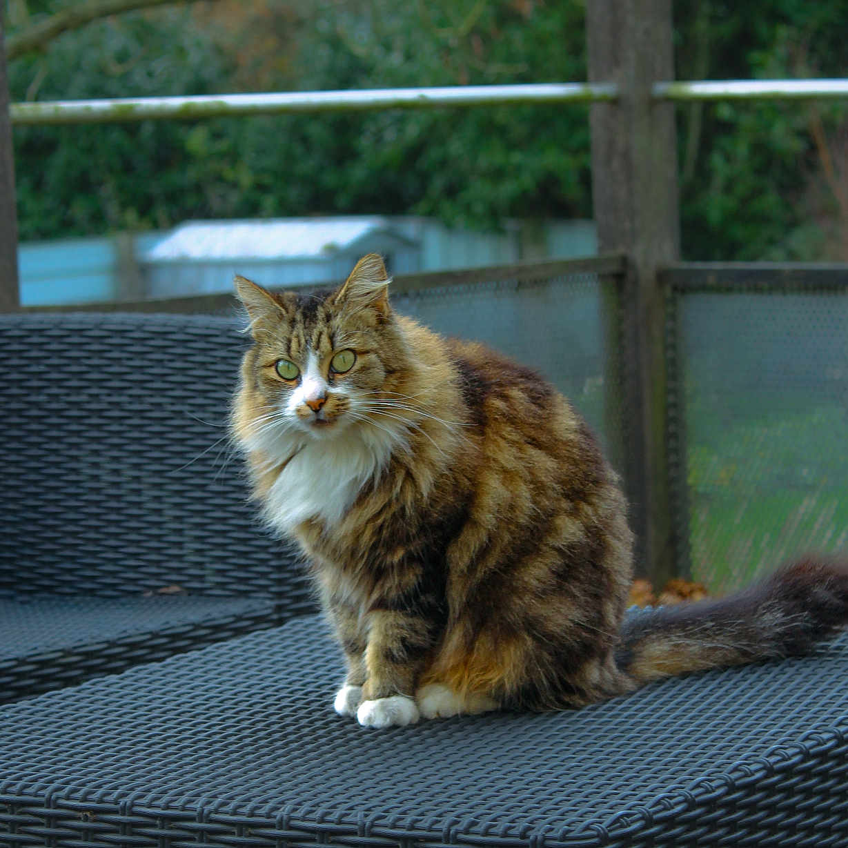 Satine a rejoint le concours — aidez-le/la à gagner de superbes lots ! cat, tabby, feline, outdoor, chair, wicker, pet, animal, fur, sitting, greenery, garden, fence, paws, whiskers, tail, portrait, looking, nature, domestic