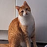cat, orange_cat, white_cat, pet, indoor, floor, mat, paw_prints, curious, sitting, head_tilt, animal, domestic_cat, feline, cute, whiskers, ears, tail, household, companion