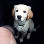Pepsy a rejoint le concours — aidez-le/la à gagner de superbes lots ! puppy, dog, golden_retriever, pet, animal, car_interior, sitting, fur, cute, collar, canine, young, looking_up, indoor, legs, black_background, adorable, fluffy, companionship, waiting