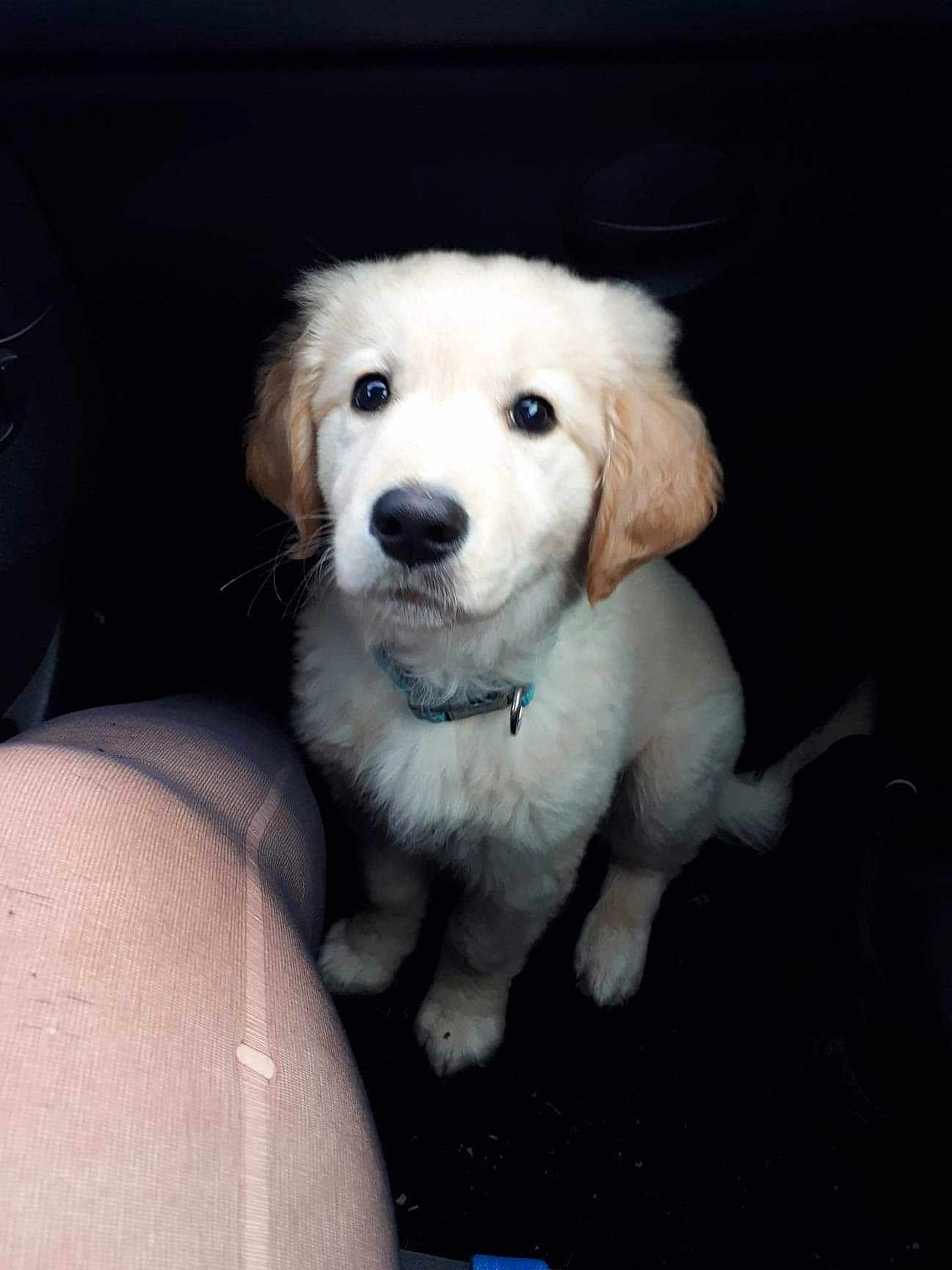 Pepsy a rejoint le concours — aidez-le/la à gagner de superbes lots ! puppy, dog, golden_retriever, pet, animal, car_interior, sitting, fur, cute, collar, canine, young, looking_up, indoor, legs, black_background, adorable, fluffy, companionship, waiting