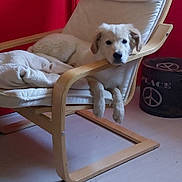 Pepsy a rejoint le concours — aidez-le/la à gagner de superbes lots ! dog, chair, blanket, indoor, furniture, wood, red_wall, relaxed, pet, peace_symbol, floor, cozy, modern, light, calm, animal, canine, resting, comfort, living_room