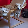 dog, chair, blanket, indoor, furniture, wood, red_wall, relaxed, pet, peace_symbol, floor, cozy, modern, light, calm, animal, canine, resting, comfort, living_room