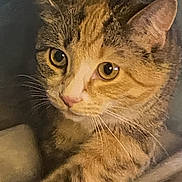 Stella is registered to the contest to win money with this photo: abyssinian, angora, animal, blanket, bodypart, cat, ear, kitten, manx, pet