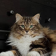 Leo joined the competition — help win amazing prizes! cat, feline, pet, long_hair, green_eyes, whiskers, fur, portrait, indoor, furniture, dresser, drawer_knob, paws, white_fur, brown_fur, tabby, relaxed, lying_down, close_up, carpet