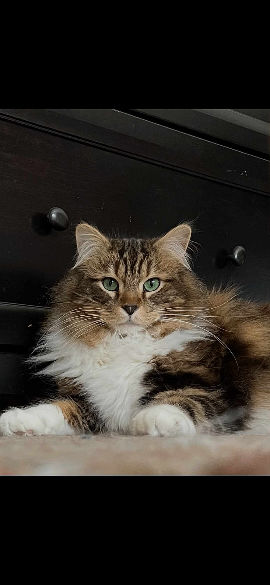 Leo joined the competition — help win amazing prizes! cat, feline, pet, long_hair, green_eyes, whiskers, fur, portrait, indoor, furniture, dresser, drawer_knob, paws, white_fur, brown_fur, tabby, relaxed, lying_down, close_up, carpet