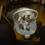 Princeton joined the competition — help win amazing prizes! dog, baby_rocker, indoor, wooden_floor, pet, small_dog, plush_toy, fabric, furniture, home, cozy, dim_lighting, carpet, black_shoes, legs, relaxing, living_room, casual, cute, resting