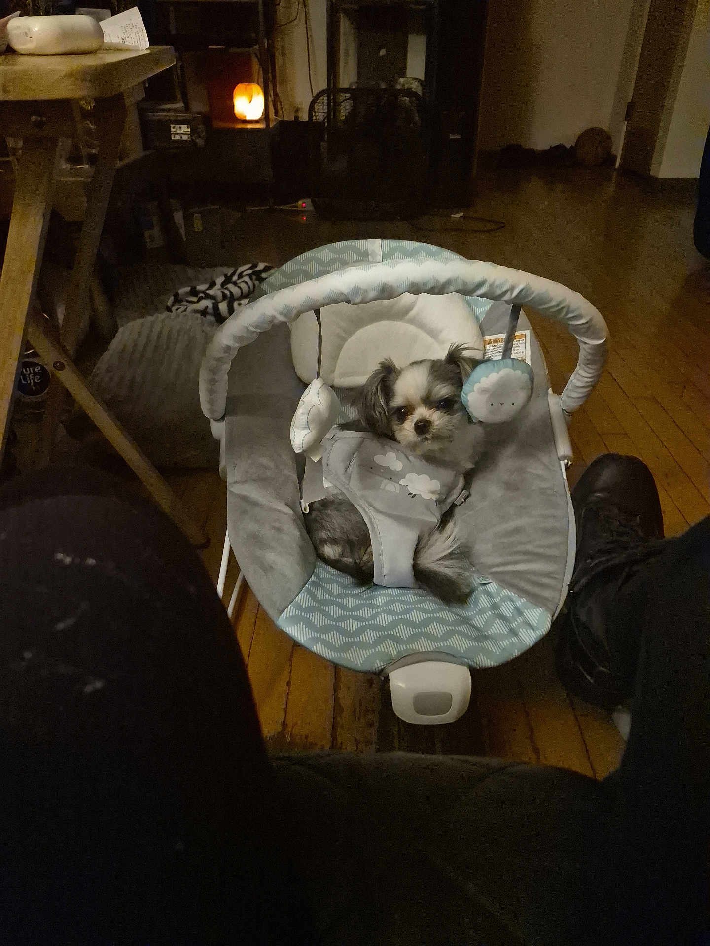 Princeton joined the competition — help win amazing prizes! dog, baby_rocker, indoor, wooden_floor, pet, small_dog, plush_toy, fabric, furniture, home, cozy, dim_lighting, carpet, black_shoes, legs, relaxing, living_room, casual, cute, resting