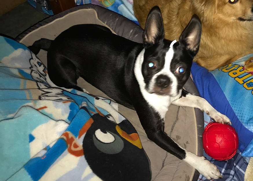 Bj joined the competition — help win amazing prizes! boston_terrier, canidae, carnivore, companion_dog, dog, dog_breed, fawn, french_bulldog, mammal, non_sporting_group, snout, toy_dog, vertebrate