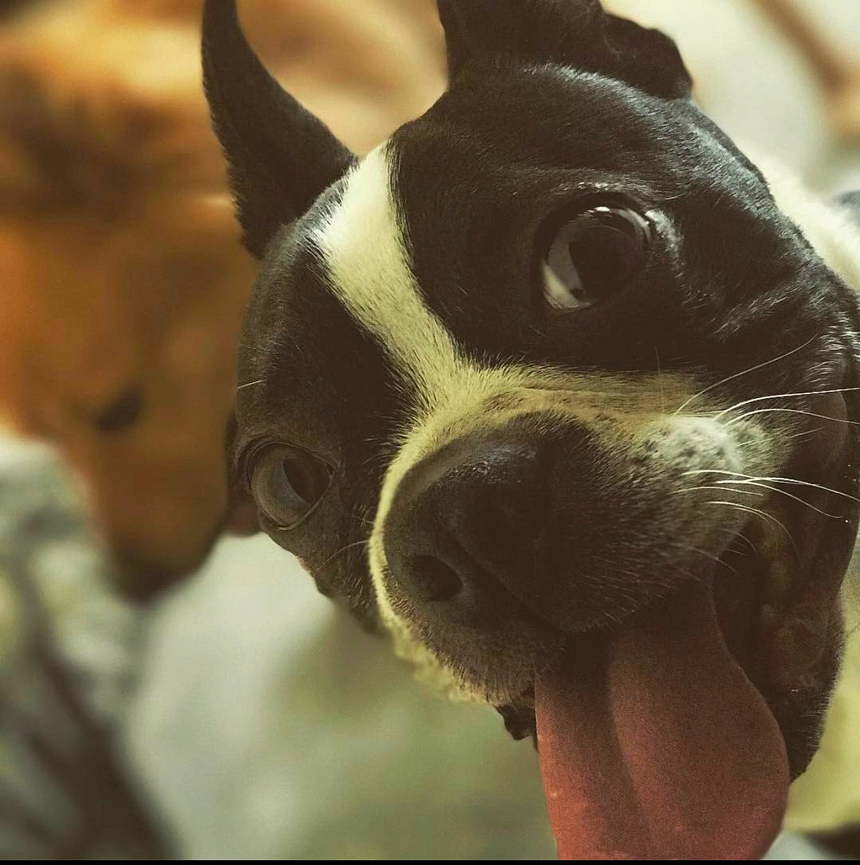 Bj is registered to the contest to win money with this photo: boston_terrier, canidae, carnivore, companion_dog, dog, dog_breed, ear, eye, fawn, french_bulldog, head, mammal, non_sporting_group, nose, pit_bull, puppy, puppy_love, snout, toy_fox_terrier, whiskers