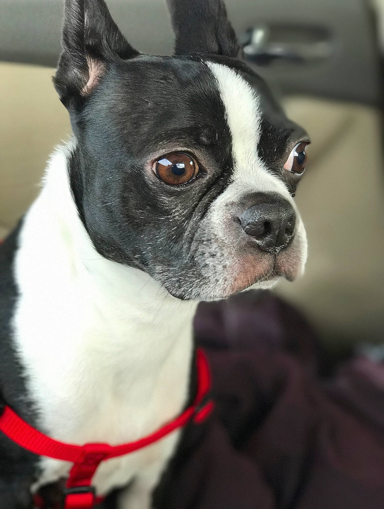 Bj joined the competition — help win amazing prizes! boston_terrier, canidae, carnivore, collar, companion_dog, dog, dog_breed, dog_collar, fawn, french_bulldog, mammal, molosser, non_sporting_group, puppy, rare_breed_dog, snout, sporting_group, vertebrate, whiskers