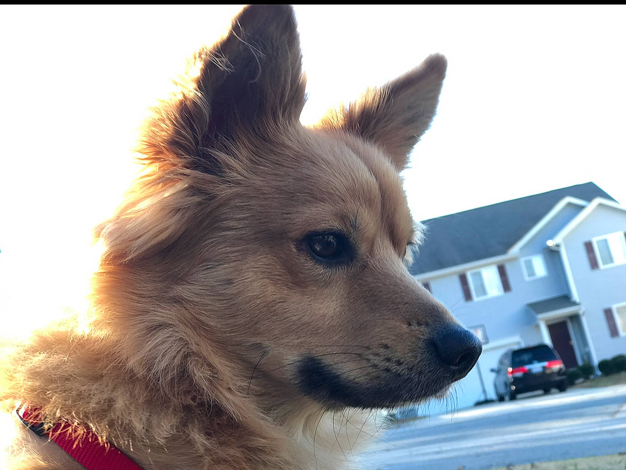 Dudley joined the competition — help win amazing prizes! canidae, carnivore, companion_dog, dog, dog_breed, icelandic_sheepdog, mammal, norwegian_buhund, rare_breed_dog, snout, vertebrate, whiskers, working_dog