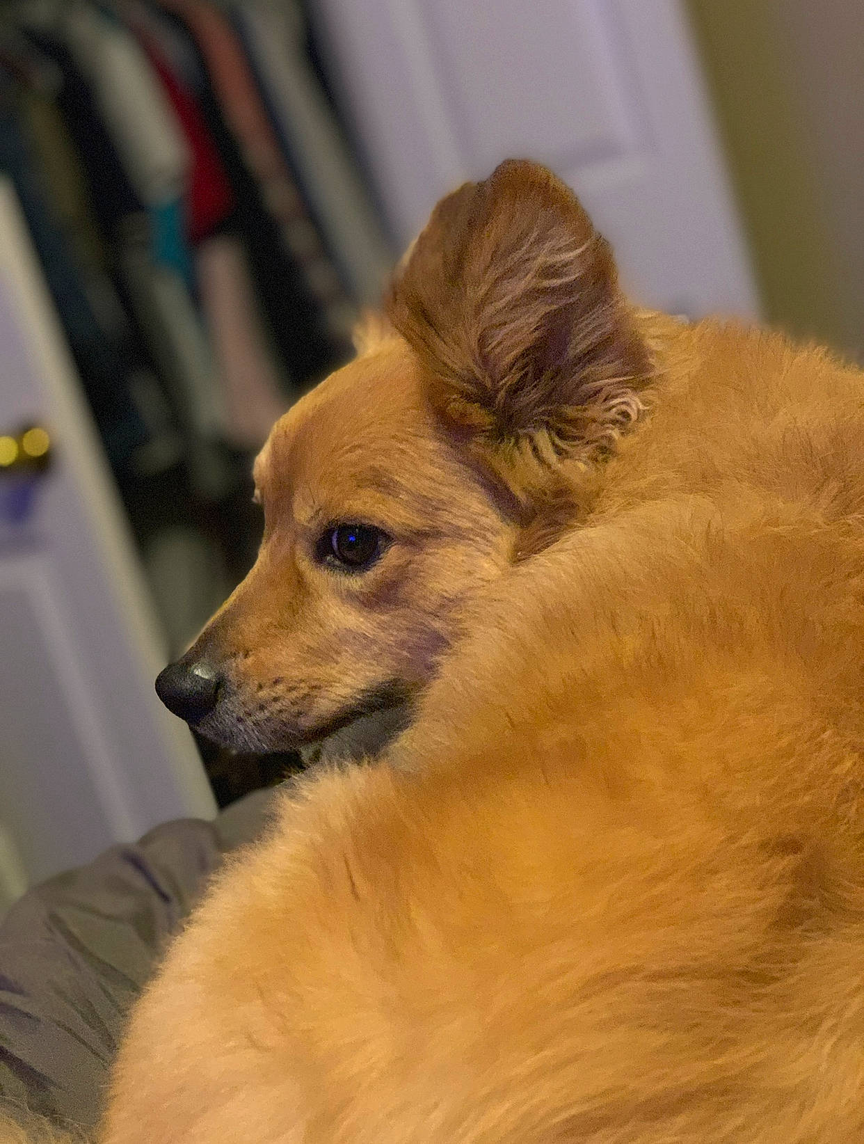 Dudley joined the competition — help win amazing prizes! canidae, carnivore, companion_dog, dog, dog_breed, fawn, german_spitz, german_spitz_mittel, mammal, pomeranian, puppy, snout, sporting_group, vertebrate, whiskers