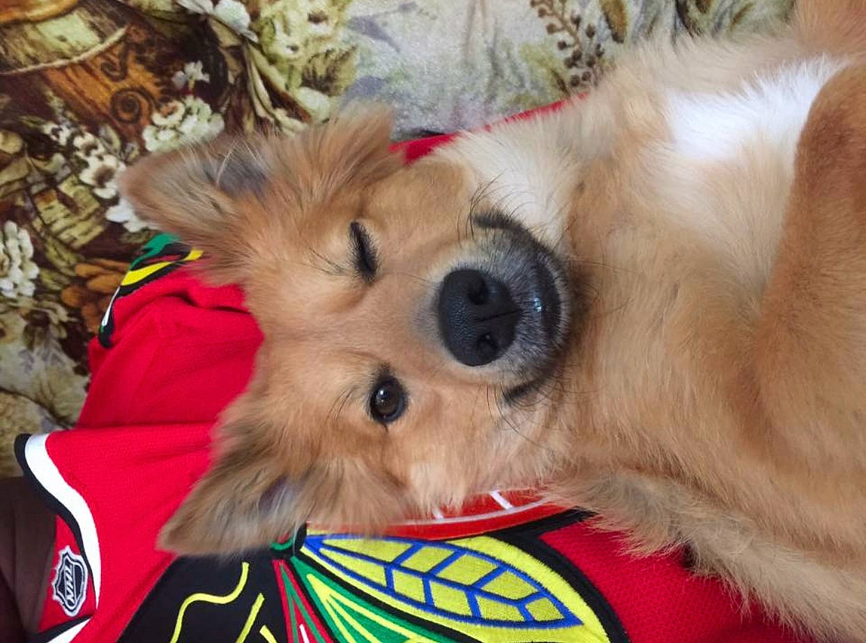 Dudley joined the competition — help win amazing prizes! canidae, carnivore, companion_dog, dog, dog_breed, dog_clothes, dog_toy, lhasa_apso, mammal, pomeranian, puppy, puppy_love, snout, sporting_group, tibetan_spaniel